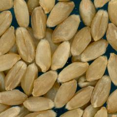 KERNELS