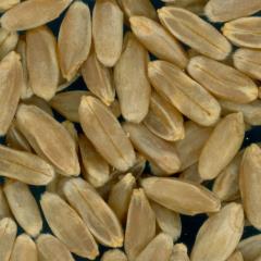 KERNELS