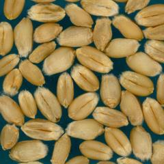 Kernels