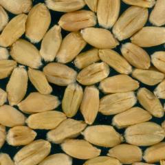 Kernels