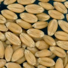 Click for 2 image(s) for this accession. KERNELS