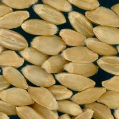 KERNELS