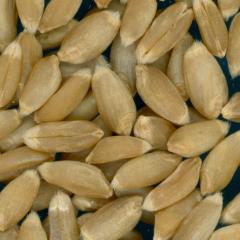 Click for 2 image(s) for this accession. KERNELS