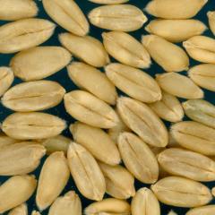 KERNELS