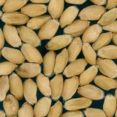 Kernels