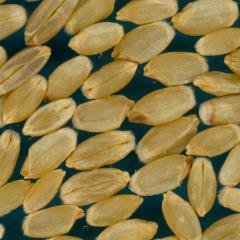 KERNELS
