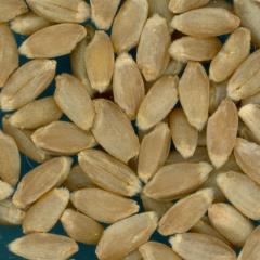 KERNELS