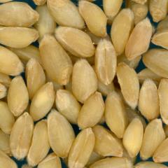 KERNELS