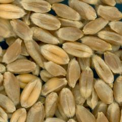 KERNELS
