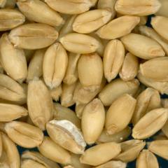 KERNELS