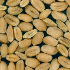 Kernels