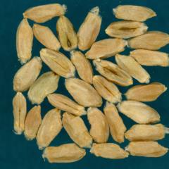 Kernels
