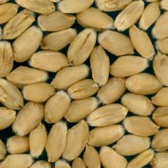 Kernels