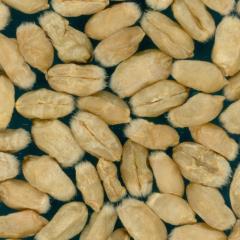 Kernels