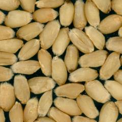 Kernels