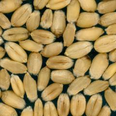 Kernels