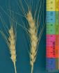 Click for 2 image(s) for this accession. SPIKE