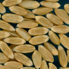 KERNELS