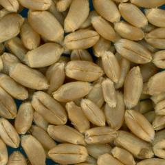 KERNELS