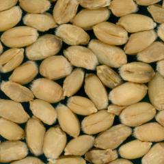 Kernels