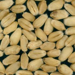 Kernels