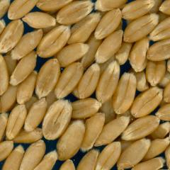 Click for 2 image(s) for this accession. KERNELS