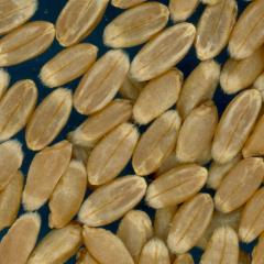 Click for 1 image(s) for this accession. KERNELS