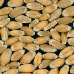 Click for 1 image(s) for this accession. Kernels