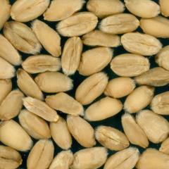 Kernels