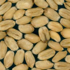 Kernels
