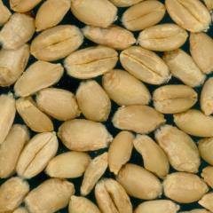 Kernels