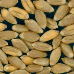 KERNELS