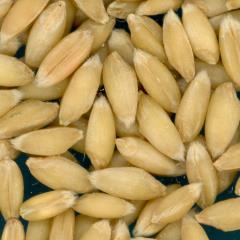 KERNELS