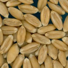 KERNELS