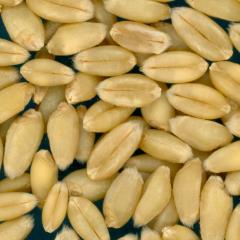 KERNELS