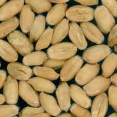 Kernels
