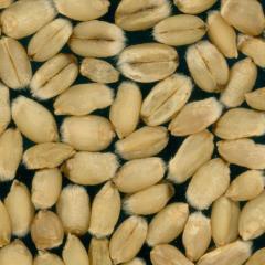 Kernels