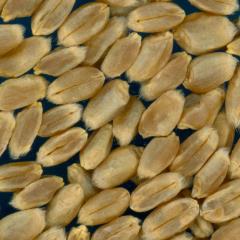 KERNELS