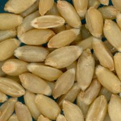 Click for 2 image(s) for this accession. KERNELS