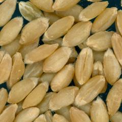 KERNELS