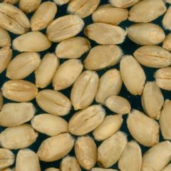 Kernels