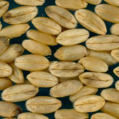 KERNELS