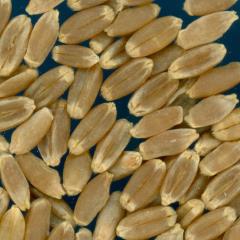 Click for 2 image(s) for this accession. KERNELS