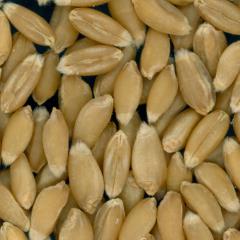 Click for 2 image(s) for this accession. KERNELS