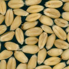 Kernels