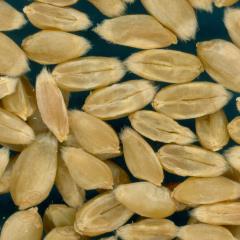 KERNELS