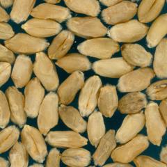 Kernels