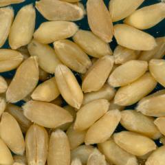 KERNELS