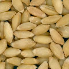 KERNELS