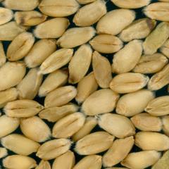 Kernels